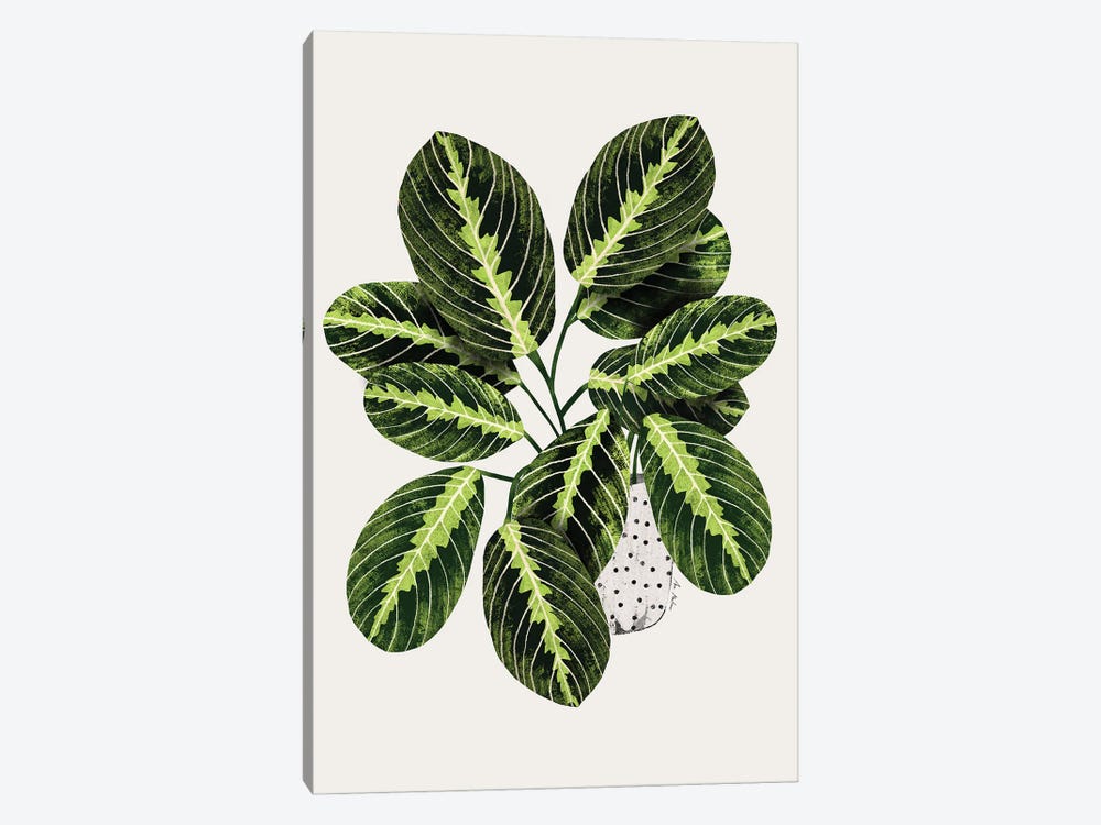 Maranta Plant by Ana Martínez 1-piece Canvas Art Print