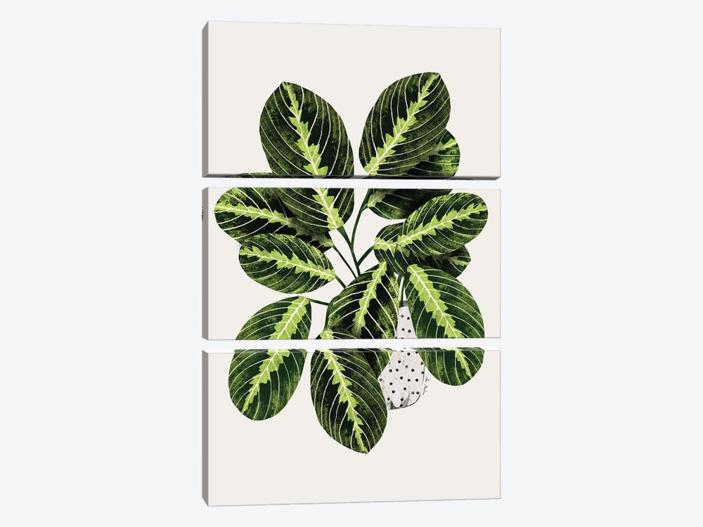 Maranta Plant by Ana Martínez 3-piece Canvas Art Print