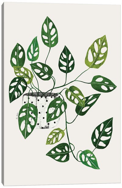 Monstera Obliqua Plant Canvas Art Print - Ana Martínez