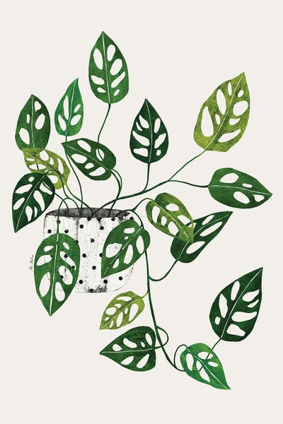 Monsteras: Monstera Obliqua Plant by Ana Martínez