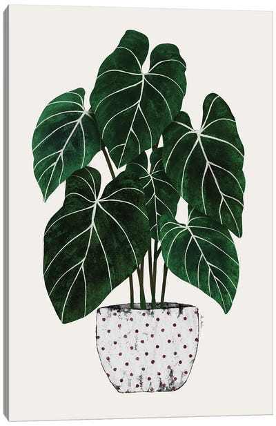 Philodendron Plant Canvas Art Print - Ana Martínez