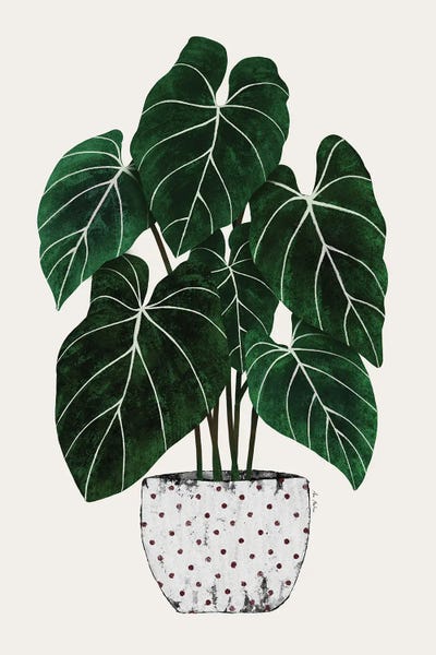 Ana Martínez: Philodendron Plant by Ana Martínez
