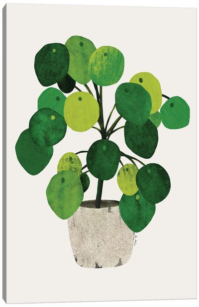 Pilea Plant Canvas Art Print - Ana Martínez