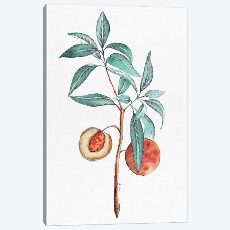 Peach Tree Canvas Print #MNZ27} by Ana Martínez Canvas Art