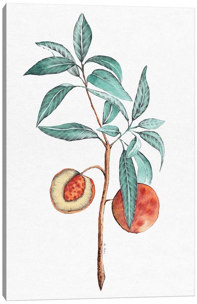 Peach Tree Canvas Art Print - Ana Martínez