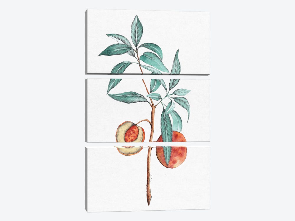 Peach Tree by Ana Martínez 3-piece Canvas Wall Art