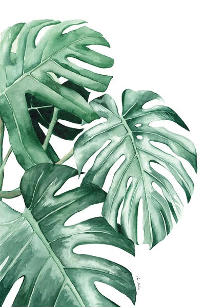 Monsteras: Monstera Leaves by Ana Martínez