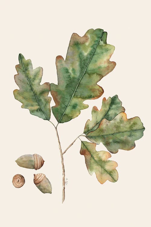 Oak Leaves