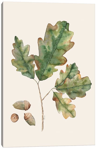 Oak Leaves Canvas Art Print - Ana Martínez