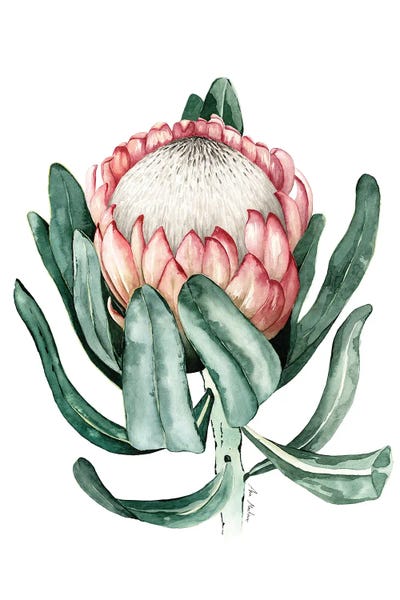 Ana Martínez: Prothea Flower by Ana Martínez