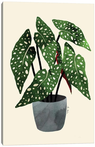 Begonia Maculata Canvas Art Print - Ana Martínez