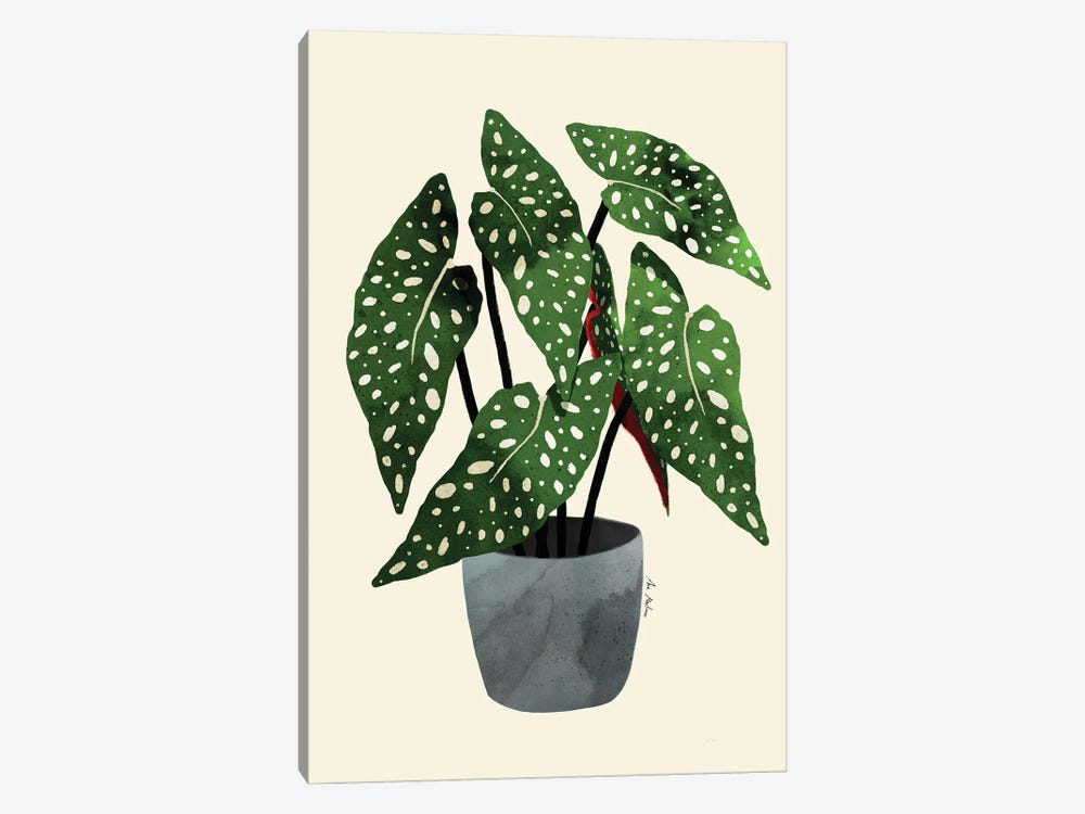 Begonia Maculata by Ana Martínez 1-piece Canvas Print