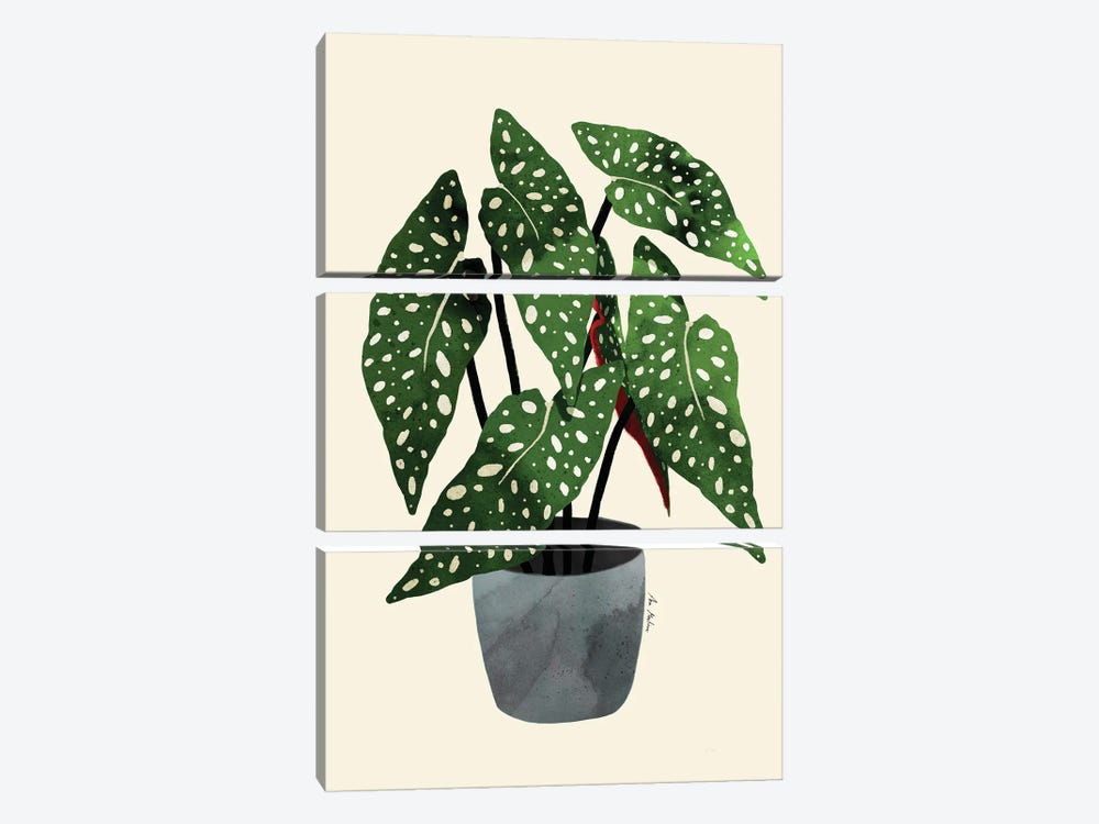Begonia Maculata by Ana Martínez 3-piece Canvas Print
