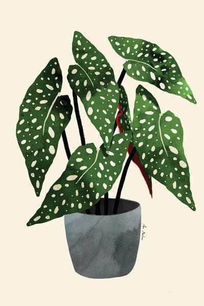 Ana Martínez: Begonia Maculata by Ana Martínez
