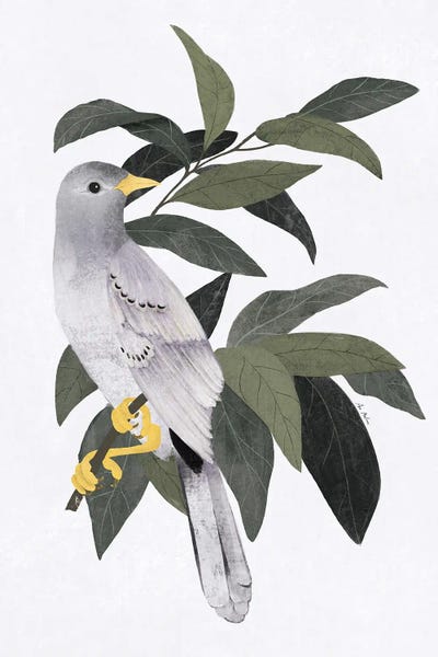 Doves & Pigeons: Pigeon In The Forest by Ana Martínez