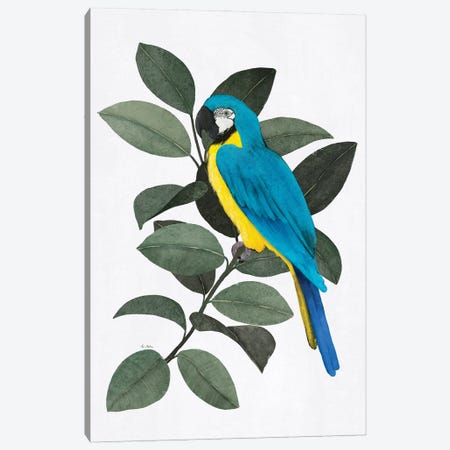 Parrot And Ficus Canvas Print #MNZ53} by Ana Martínez Canvas Wall Art