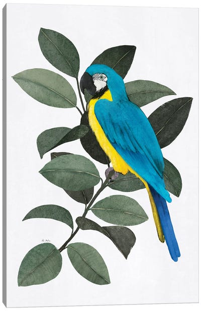 Parrot And Ficus Canvas Art Print - Ana Martínez