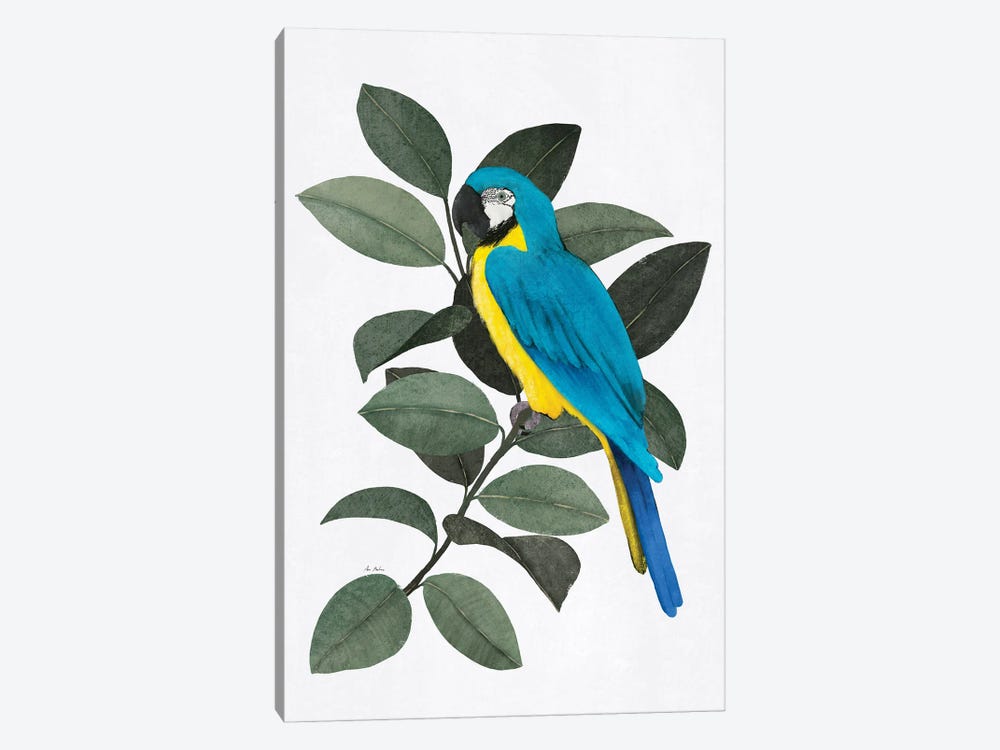 Parrot And Ficus by Ana Martínez 1-piece Canvas Print