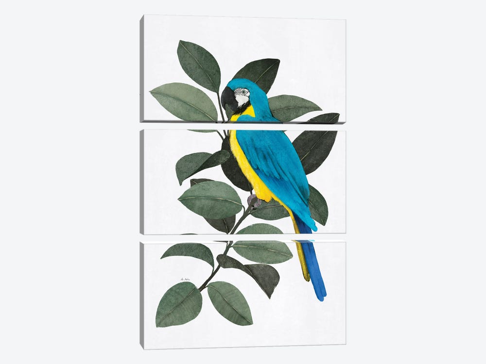 Parrot And Ficus by Ana Martínez 3-piece Canvas Print