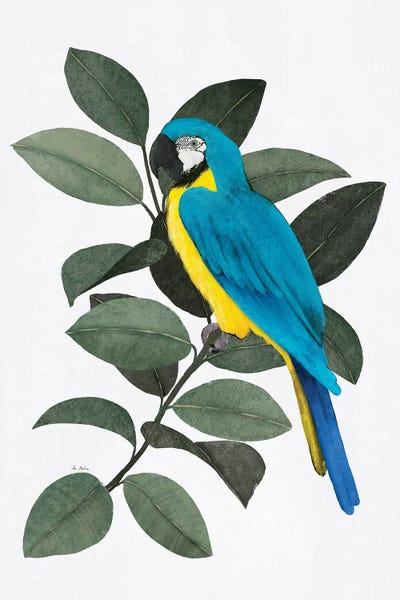 Ana Martínez: Parrot And Ficus by Ana Martínez