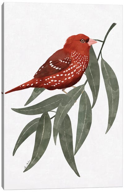 Red Bengalí And Eucalyptus Canvas Art Print - Ana Martínez