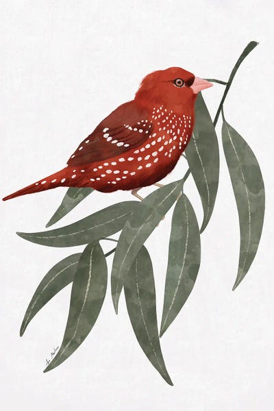 Eucalyptus: Red Bengalí And Eucalyptus by Ana Martínez