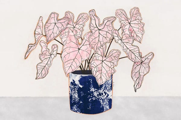 Pottery Still Life: Caldium Spring Fling Plant by Ana Martínez