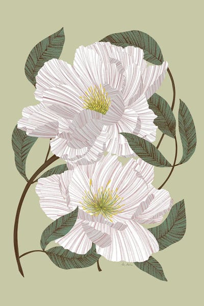 Ana Martínez: Peonies by Ana Martínez