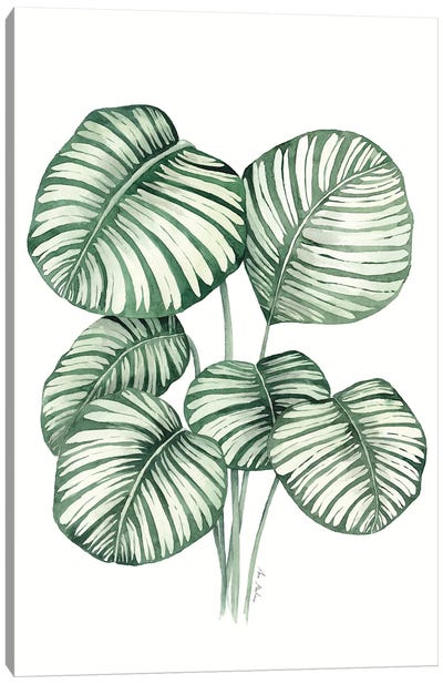 Calathea Orbifolia Canvas Art Print - Ana Martínez