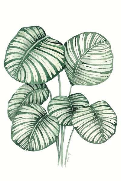 Ana Martínez: Calathea Orbifolia by Ana Martínez