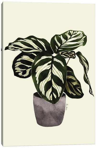 Calathea Plant Canvas Art Print - Ana Martínez