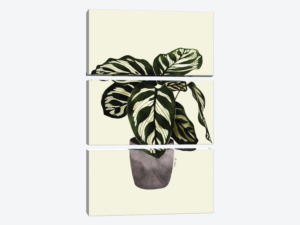 Calathea Plant by Ana Martínez 3-piece Canvas Art