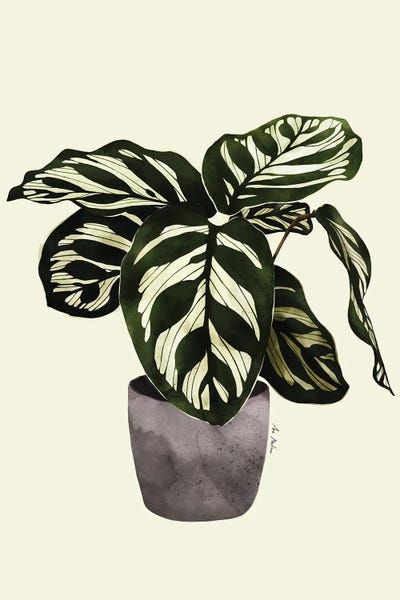 Ana Martínez: Calathea Plant by Ana Martínez