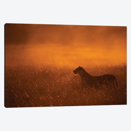 Gold Dust Canvas Print #MOA11} by Mohammed Alnaser Canvas Art