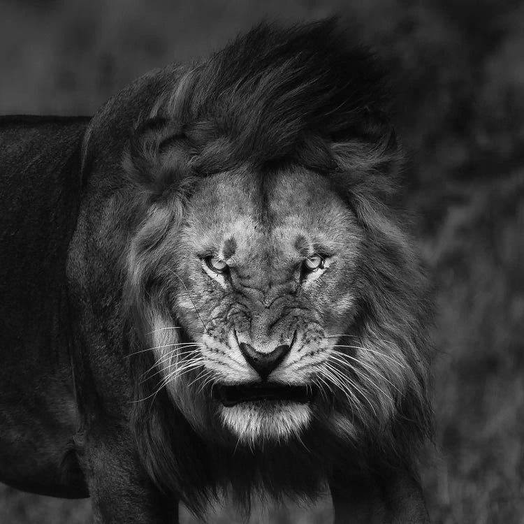 Rough Look by Mohammed Alnaser wall art