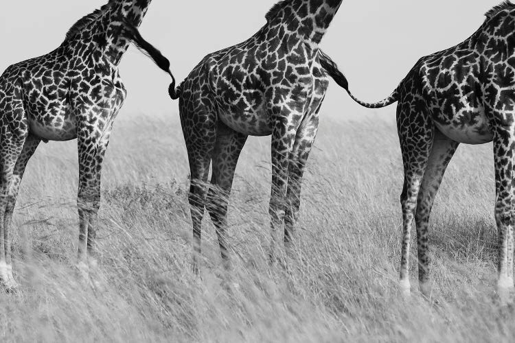 Wild Connection by Mohammed Alnaser wall art