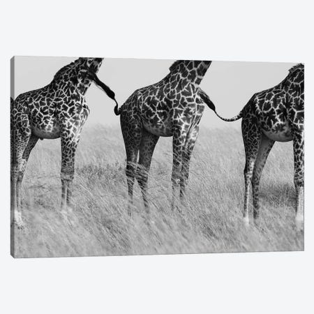 Wild Connection Canvas Print #MOA22} by Mohammed Alnaser Canvas Print
