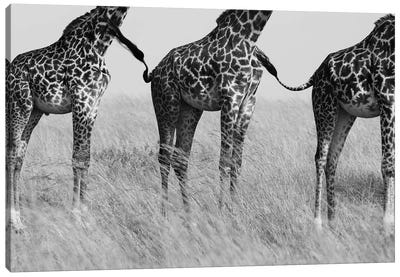 Wild Connection Canvas Art Print - 1x Collection
