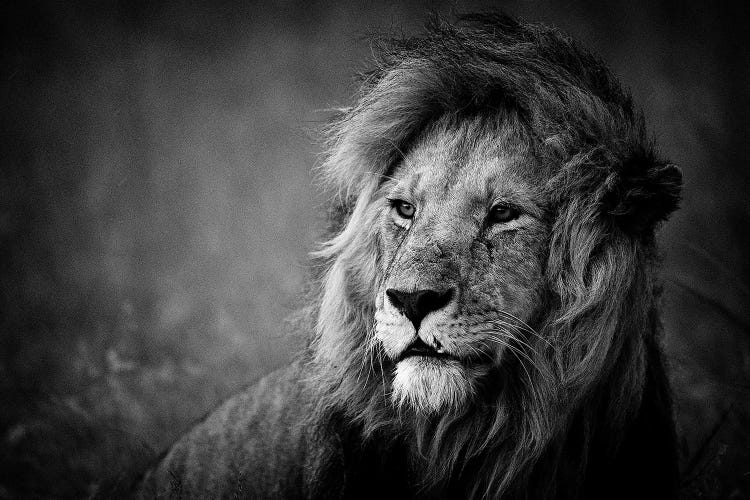 Regal by Mohammed Alnaser wall art