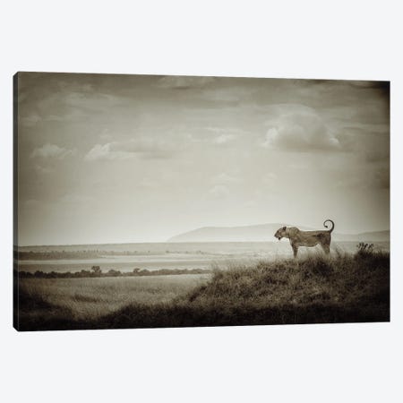 Lone Lioness Canvas Print #MOA7} by Mohammed Alnaser Canvas Print
