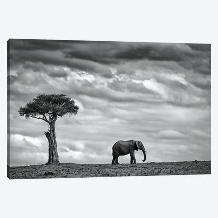 Elephant Landscape Canvas Print #MOE1} by Mario Moreno Canvas Art
