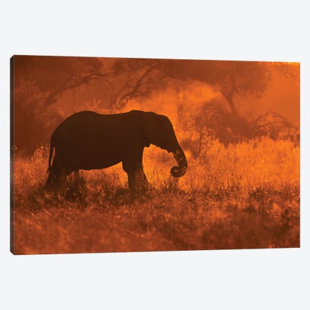 Golden Elephant In Savute Canvas Print #MOE2} by Mario Moreno Canvas Artwork