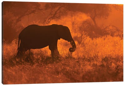 Golden Elephant In Savute Canvas Art Print