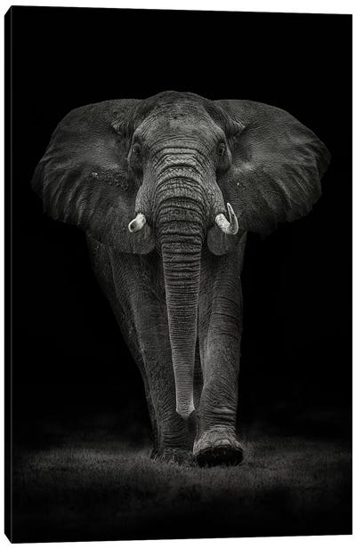 Ngorongoro Bull Canvas Art Print - 1x Scenic Photography