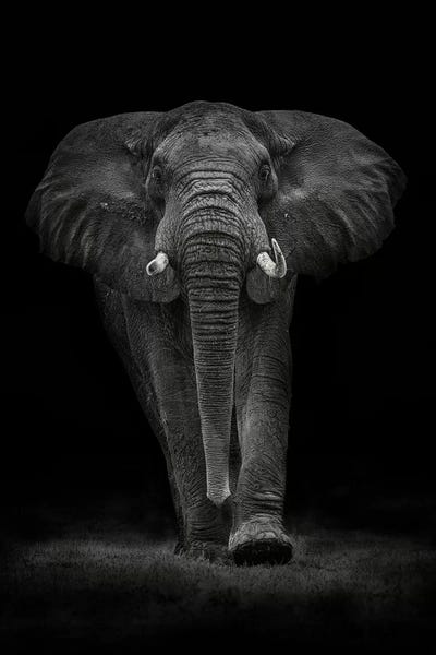 Elephants: Ngorongoro Bull by Mario Moreno