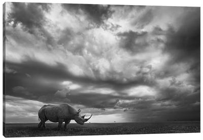Rhino Land Canvas Art Print - Rhinoceros Art