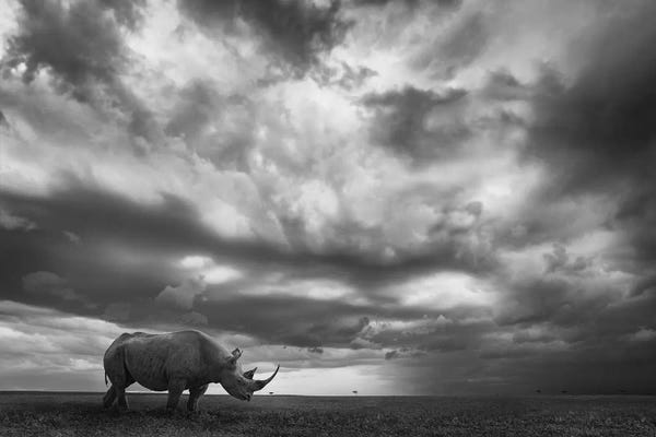 Rhinoceroses: Rhino Land by Mario Moreno