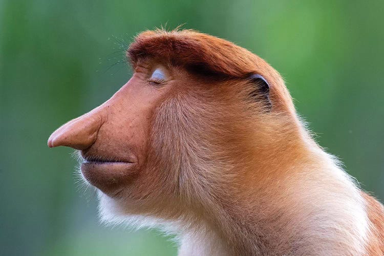 Proboscis Monkey The Inner World