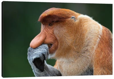Proboscis Monkey The Thinker Canvas Art Print - Mogens Trolle