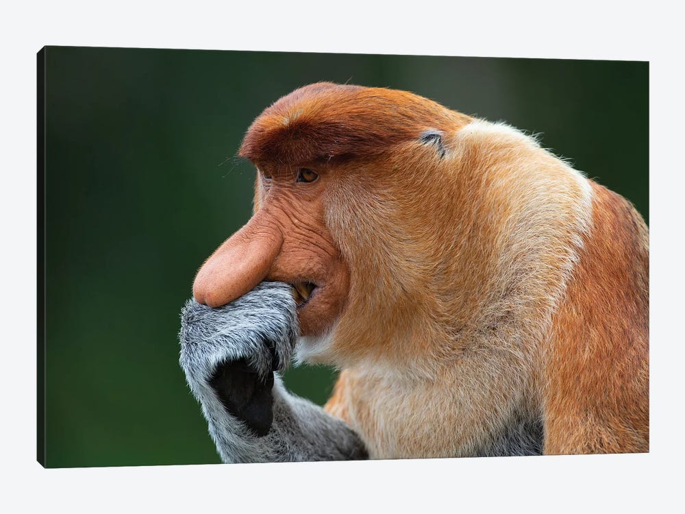 Proboscis Monkey The Thinker by Mogens Trolle 1-piece Canvas Art
